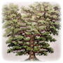 Genealogy